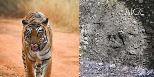 পাটগ্রাম সীমান্তে ভারত থেকে ঢুকেছে ৫টি চিতাবাঘ এলাকায় চরম আতঙ্ক