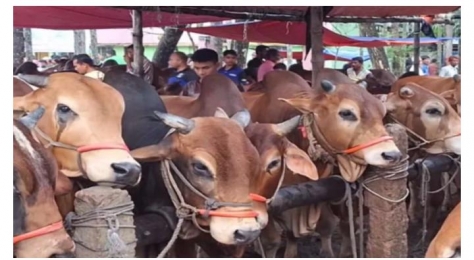শেষ মুহূর্তে বসুনিয়া হাটে পশুর জমজমাট বেচাকেনা। 
