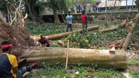 ওসির নির্দেশে সরকারি গাছ কর্তন, অবগত নন ইউএনও ও বন বিভাগ