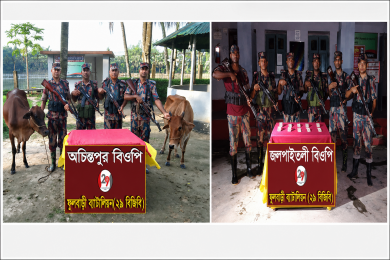 ফুলবাড়ী সীমান্তে বিজিবির সাঁড়াশি অভিযান, ২ লাখ ৮৪ হাজার টাকার মাদক ও গরু জব্দ