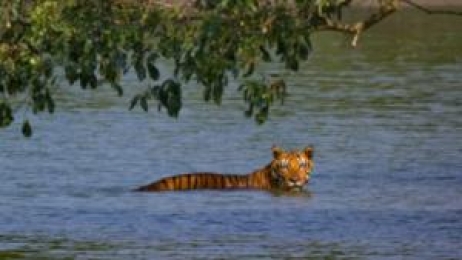 সুন্দরবন সংরক্ষণে ৪ হাজার কোটি টাকা সহায়তা দেবে জাতিসংঘ