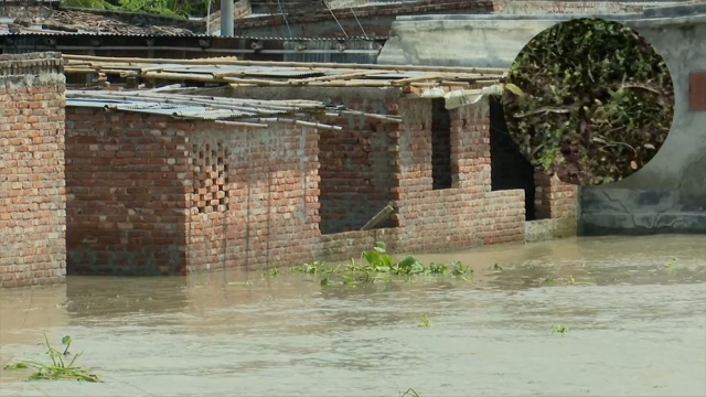 রাজশাহীতে উজানের ঢলে বিষধর সাপ, আতঙ্কে পানিবন্দি বাসিন্দারা